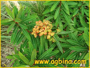   (Euphorbia griffithii)