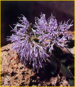     ( Trachelium jacquinii ssp. rumelianum )