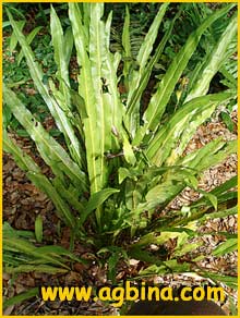    ( Campyloneurum / Polypodium phyllitidis )
