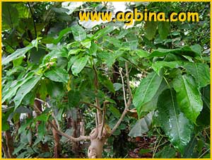    ( Ficus benghalensis )