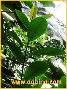   .   ( Ficus drupacea var. pubescens )