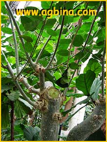    ( Ficus sycamorus )