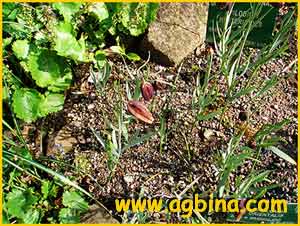    ( Fritillaria orientalis  )