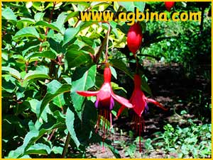  ( Fuchsia magellanica )