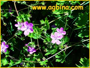   ( Geranium albanum )