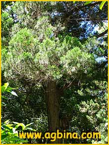   ( Juniperus bermudiana )