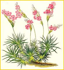    ( Acantholimon glumaceum  ) Flore des serres et des jardins de lEurope by Charles Lemaire  Gent, Louis van Houtte 1852