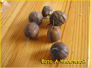   ( Aristolochia clematitis )