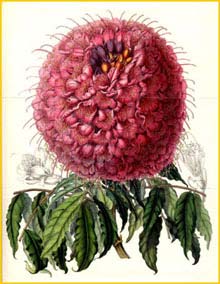   ( Brownea grandiceps ) Lemaire 1850