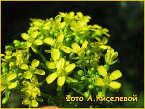   ( Bunias orientalis )