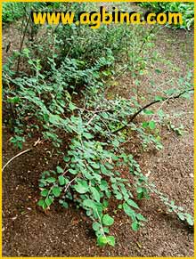   ( Cotoneaster granatensis )