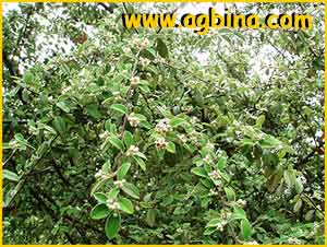  ( Cotoneaster pannosus )
