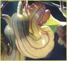   ( Aristolochia californica )