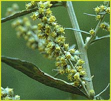   ( Artemisia douglasiana )