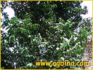   ( Picramnia antidesmoides / cubensis / micrantha / oblongifolia / pentandra )