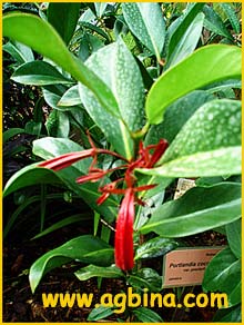   .  ( Portlandia coccinea ssp. proctorii )