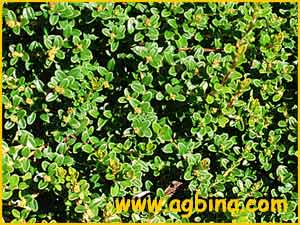   .  ( Leucophyllum buxifolium var. prostratum )