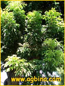  /    ( Euphoria longana/Dimocarpus longan )