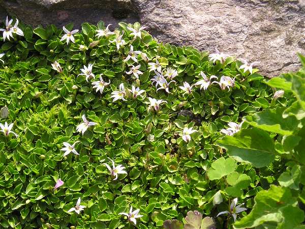   /  ( Hypsela longiflora / reniformis )