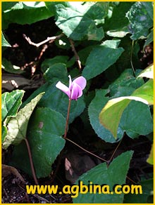   /  ( yclamen hederifolium/neapolitanum )