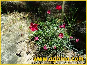  - /  ( Dianthus gratianopolitanus / caesius  )