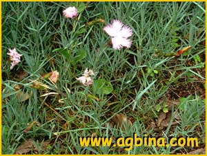   ( Dianthus hyssopifolius  )