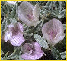   . ( Astragalus kentrophyta var. danaus )