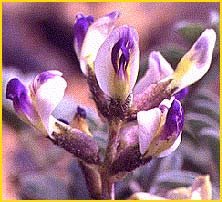   ( Astragalus layneae )
