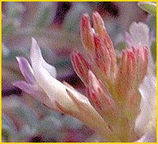   ( Astragalus lentiginosus var. kernensis )