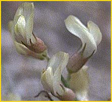   ( Astragalus shevockii )