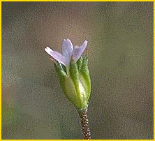   .  ( Androsace elongata ssp. acuta )