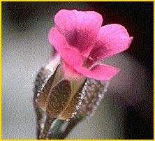   .  ( Arabis sparsiflora var. arcuata )