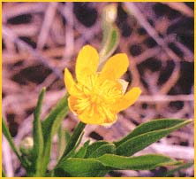   ( Ranunculus alismifolius )