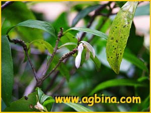     ( Amphirrhox grandifolia / juruana / longifolia / surinamensis )