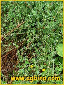   ( Dorycnium pentaphyllum )