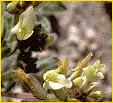  ( Astragalus ertterae )