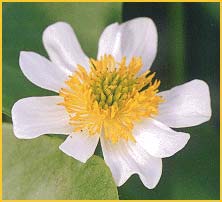   .  ( Caltha leptosepala var. biflora )