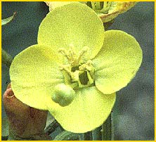   .  ( Camissonia cardiophylla ssp cardiophylla )