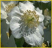    ( Carpenteria californica )
