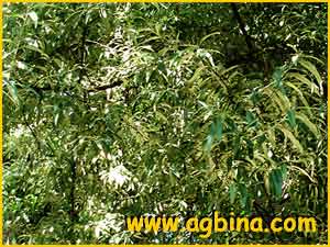   (  Elaeagnus angustifolia )