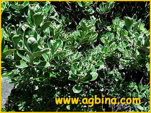    ( Euonymus japonica argentea )