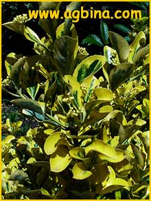     ( Euonymus japonicus ovatus aureus)