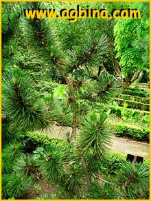     ( Pinus leucodermis )