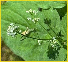    ( Circaea alpina ssp. pasifica )