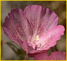   ( Clarkia cylindrica )