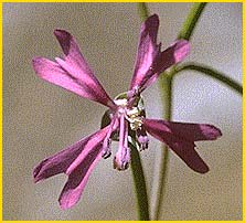   ( Clarkia exilis )