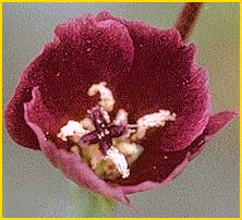   ( Clarkia purpurea ssp. quadrivulnera )