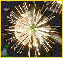    ( Cephalanthus occidentalis var. californicus )