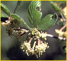   .  ( Cercocarpus betuloides var. betuloides)