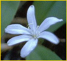   ( Clintonia uniflora )